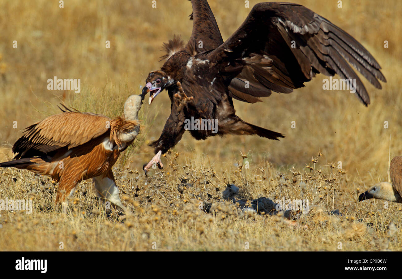 cinereous vulture (Aegypius monachus), attacking griffon vulture, Spain, Extremadura Stock Photo