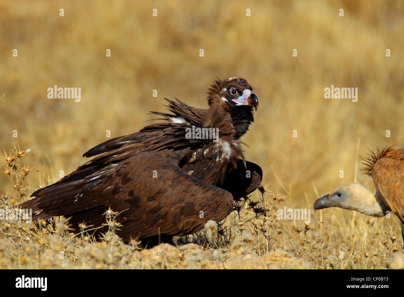 cinereous vulture (Aegypius monachus), sitting on the ground with griffon vulture, Spain, Extremadura Stock Photo