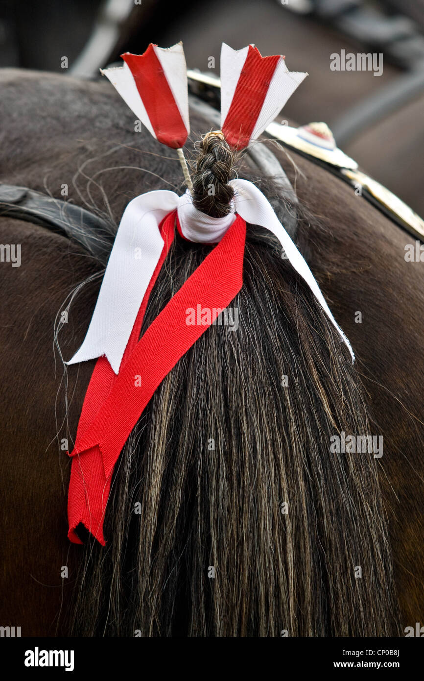 Ribbons in a Shire Horses tail Stock Photo