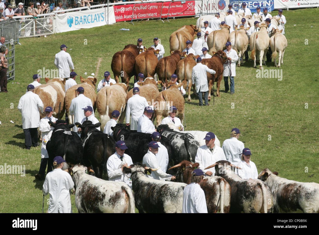 Cattle being shown at the Royal Welsh Show Stock Photo