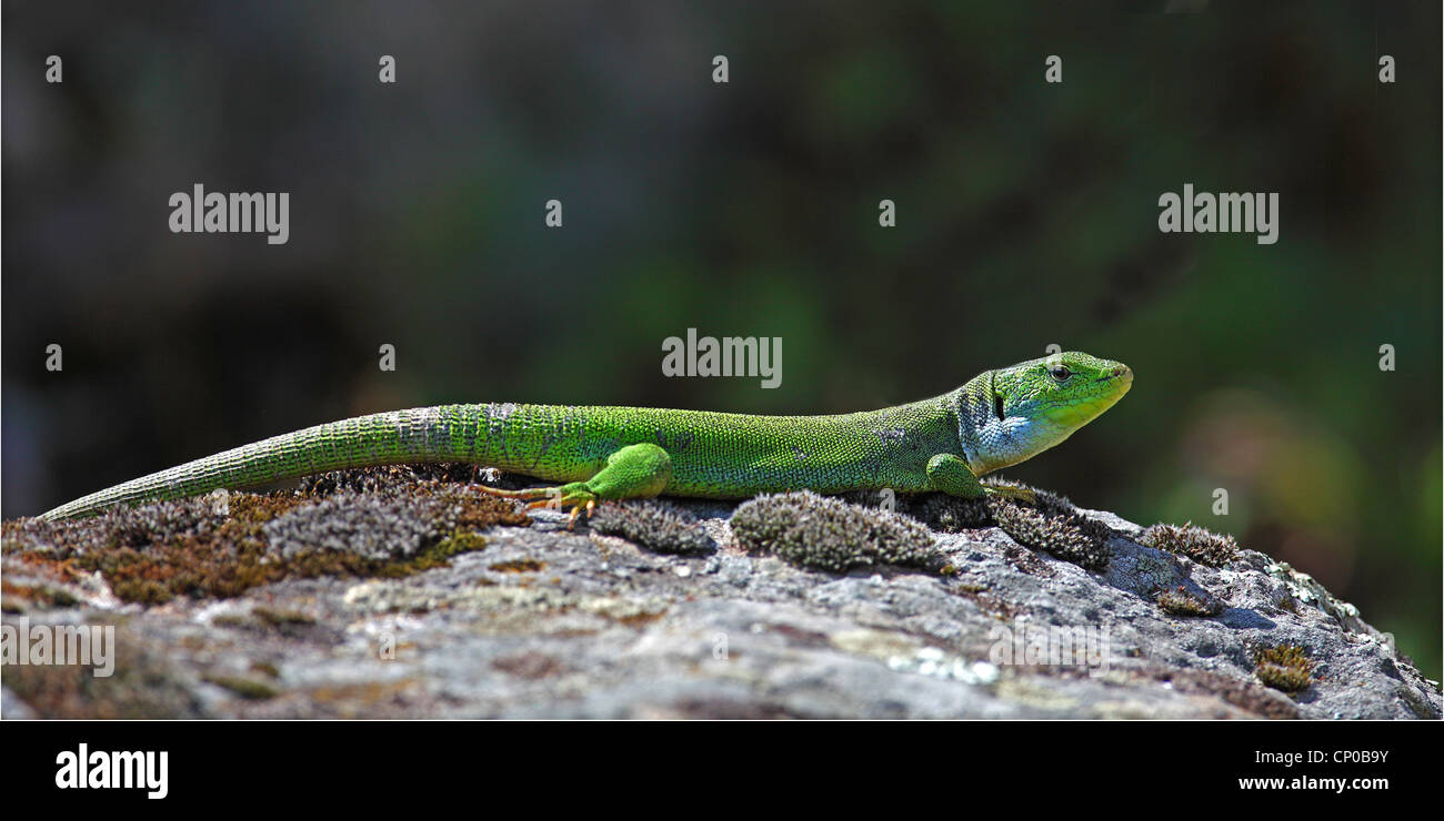 Eastern Balkan Emerald Lizard (Lacerta media, Lacerta trilineata media), sunbathing, Greece, Lesbos Stock Photo