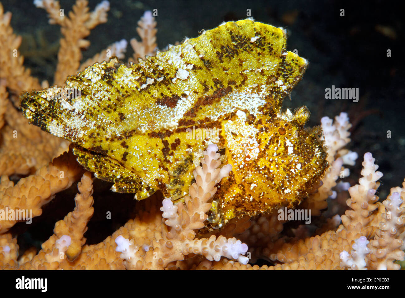 Yellow Leaf Scorpionfish, Taenianotus triacanthus, sitting in coral. Also known as a Paperfish and Paper Scorpionfish Stock Photo
