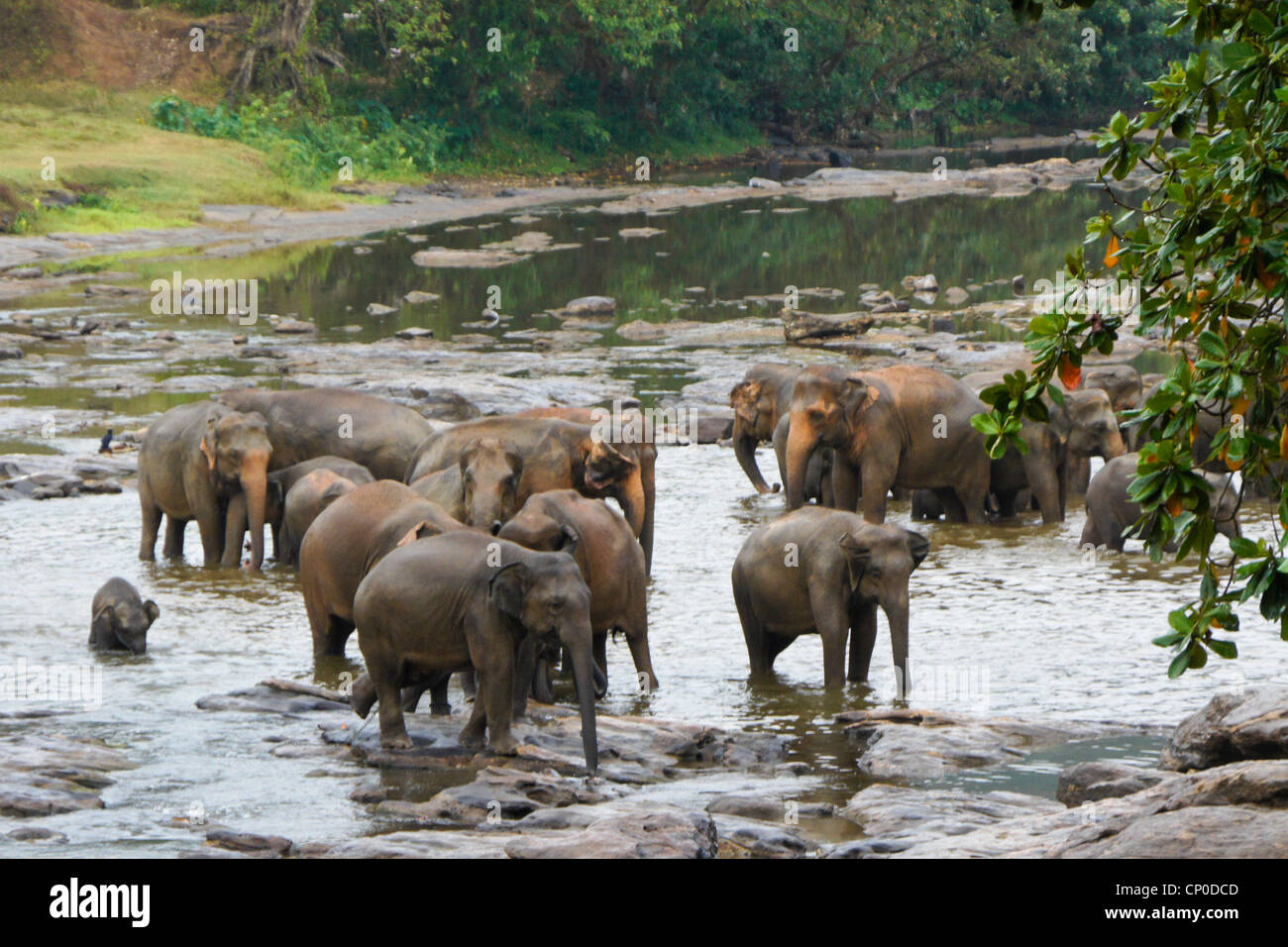 Asian elephants in the rain, Pinnawala Elephant Orphanage, Kegalle, Sri ...