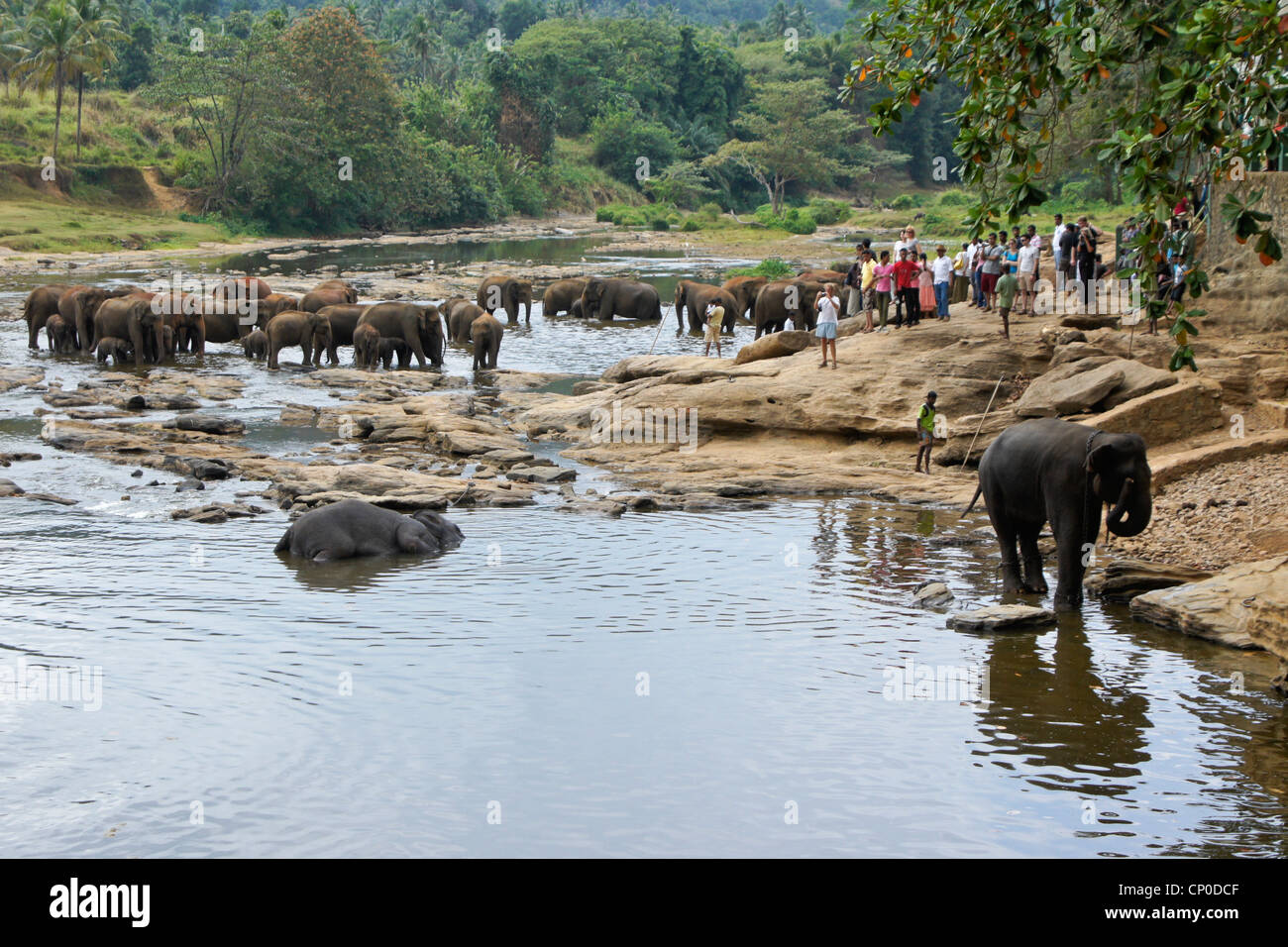 Asian elephants and tourists, Pinnawala Elephant Orphanage, Kegalle, Sri Lanka Stock Photo