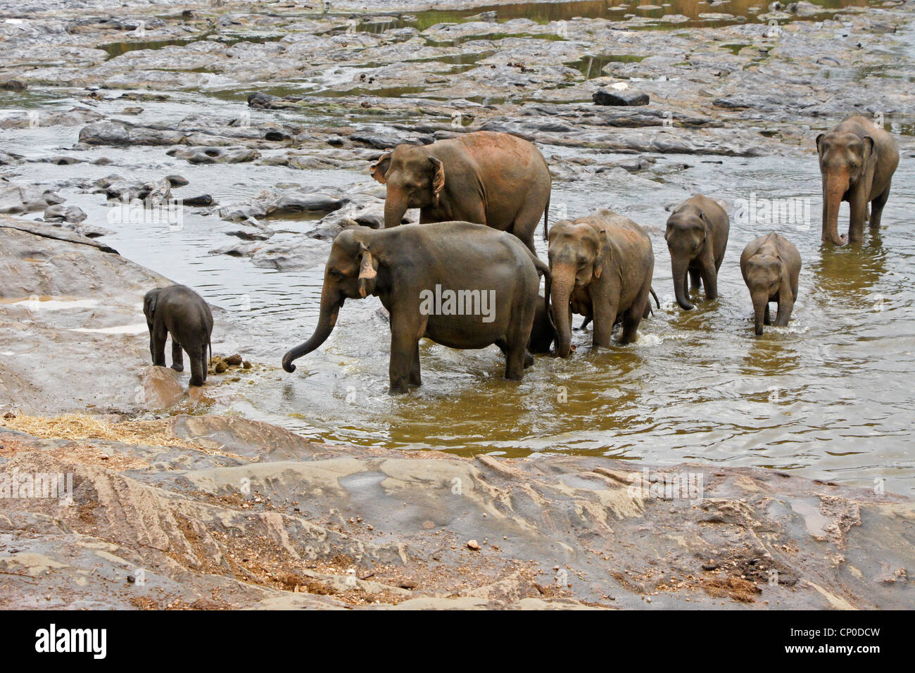 Asian elephants in river, Pinnawala Elephant Orphanage, Kegalle, Sri Lanka Stock Photo