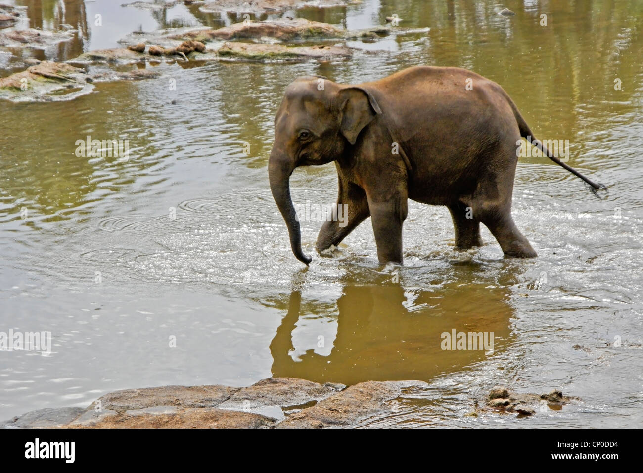 Kandy sri lanka elephant hi-res stock photography and images - Alamy