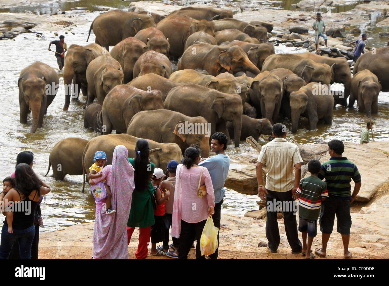 People watching Asian elephants at river, Pinnawala Elephant Orphanage, Kegalle, Sri Lanka Stock Photo