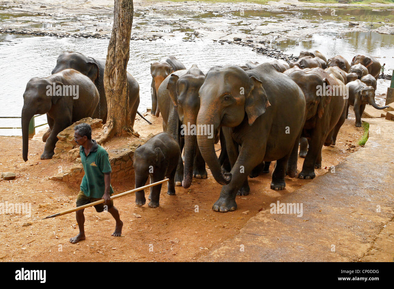 Caretaker leading Asian elephants from river, Pinnawala Elephant Orphanage, Kegalle, Sri Lanka Stock Photo