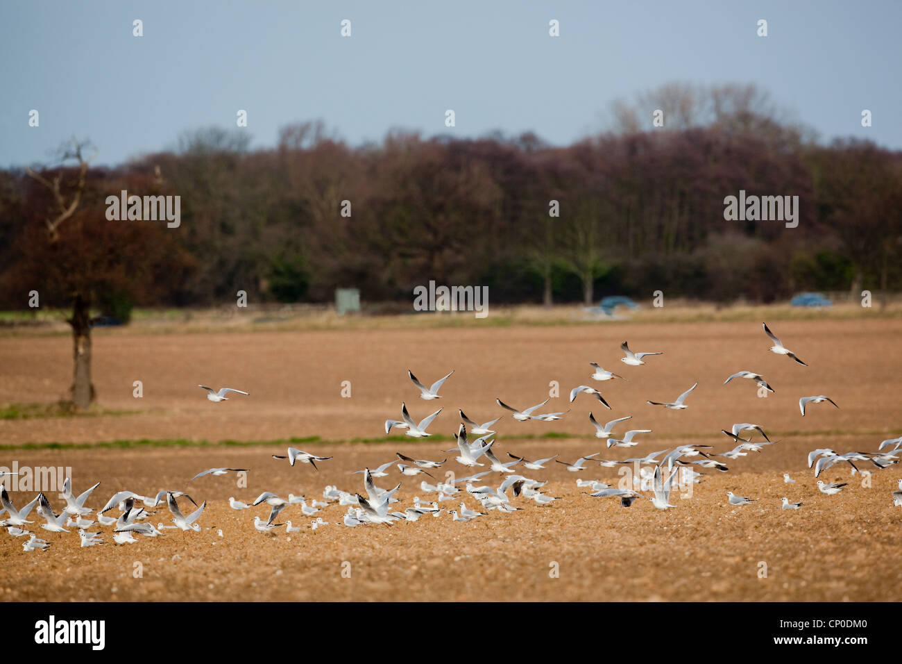 Black-headed Gulls (Larus ridibundus). Flying over ploughed arable fields. Norfolk. Identifiable by white leading edge to wings. Stock Photo