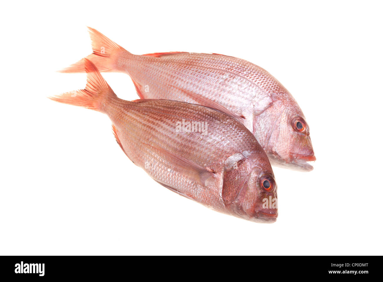 Golden snapper hi-res stock photography and images - Alamy