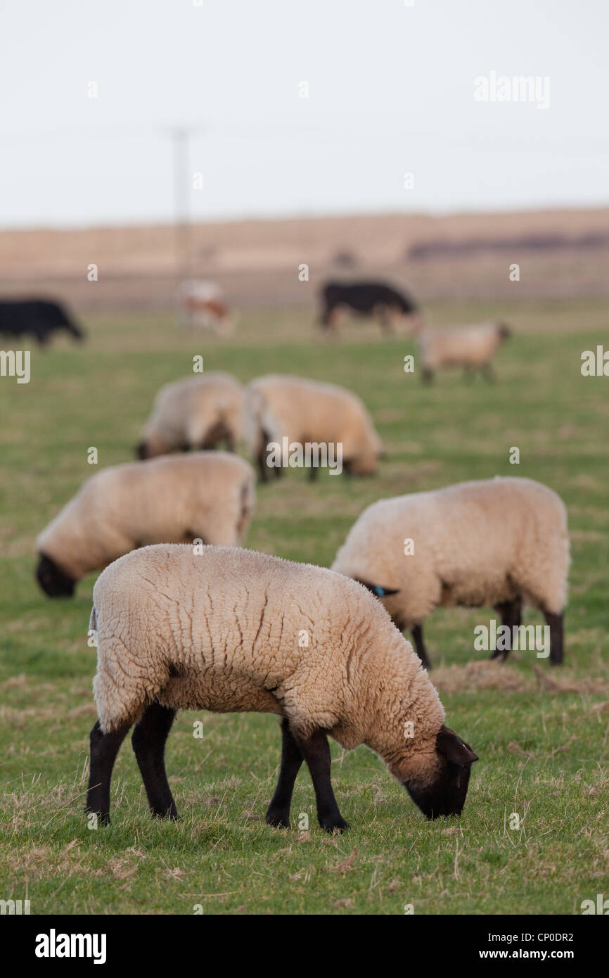 Sheep (Ovis aries). Suffolk cross, grazing on short sward grassland. Short sward of this length is attractive to wild geese. Stock Photo