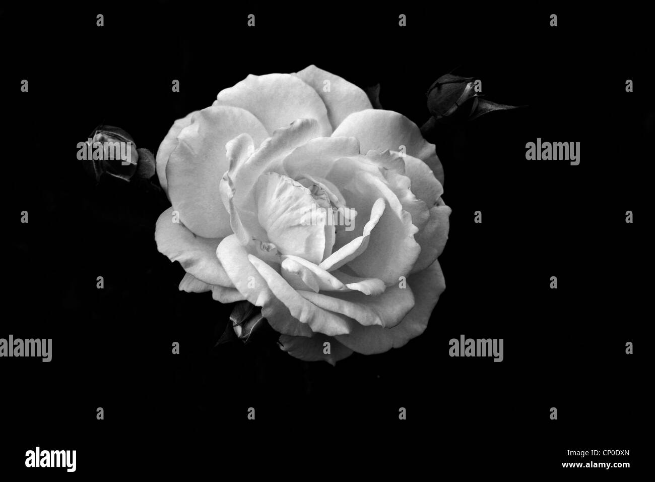 A black and white rose Stock Photo