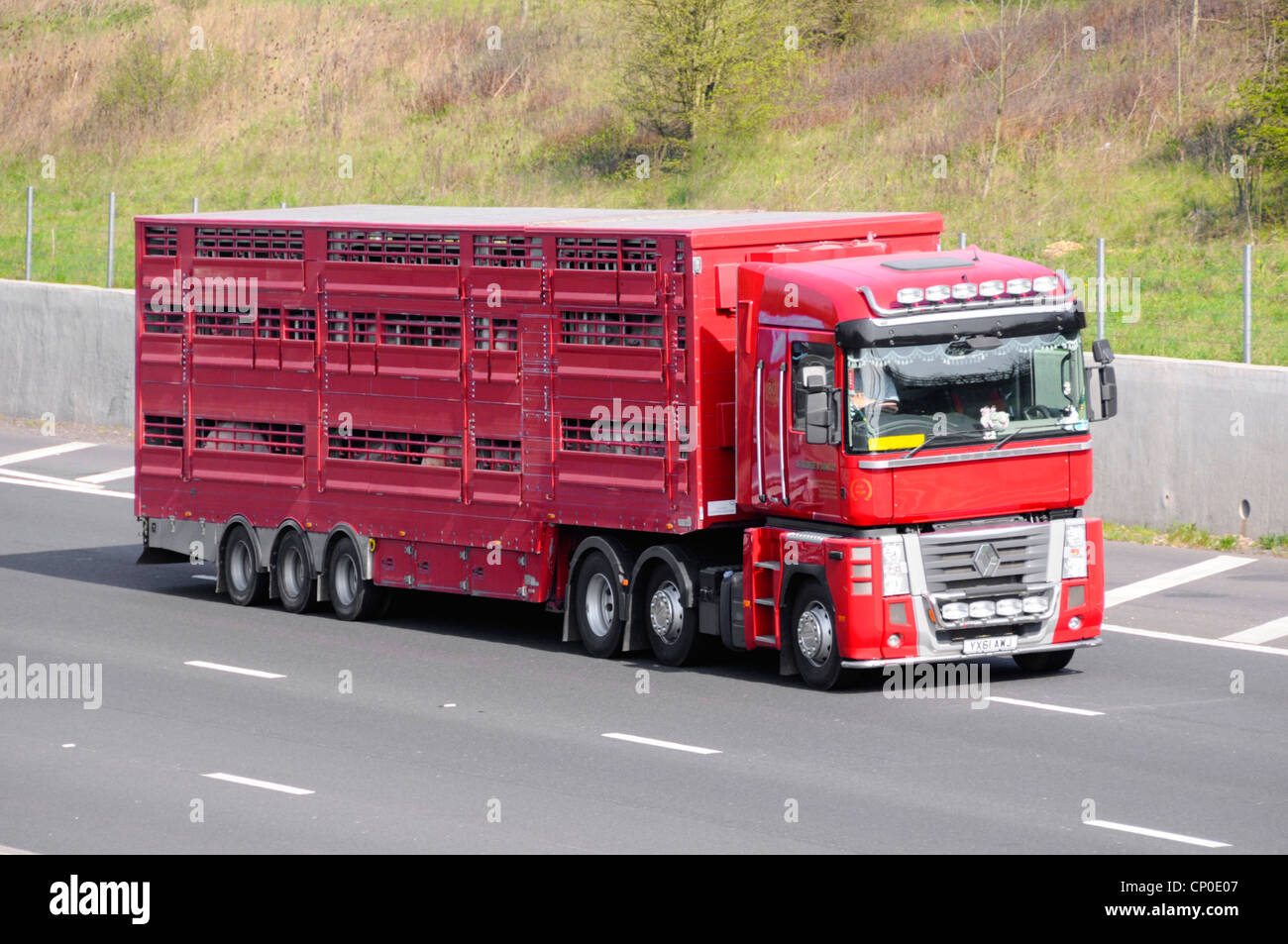 Livestock being transported in articulated trailer England UK Stock Photo
