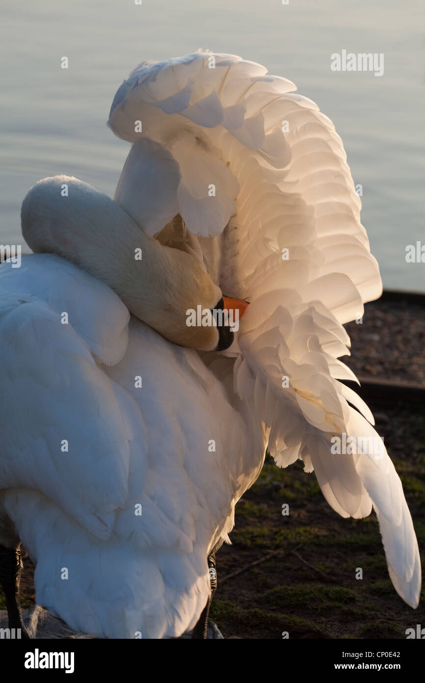 Mute Swan (Cygnus olor). Preening under the right wing. Stock Photo