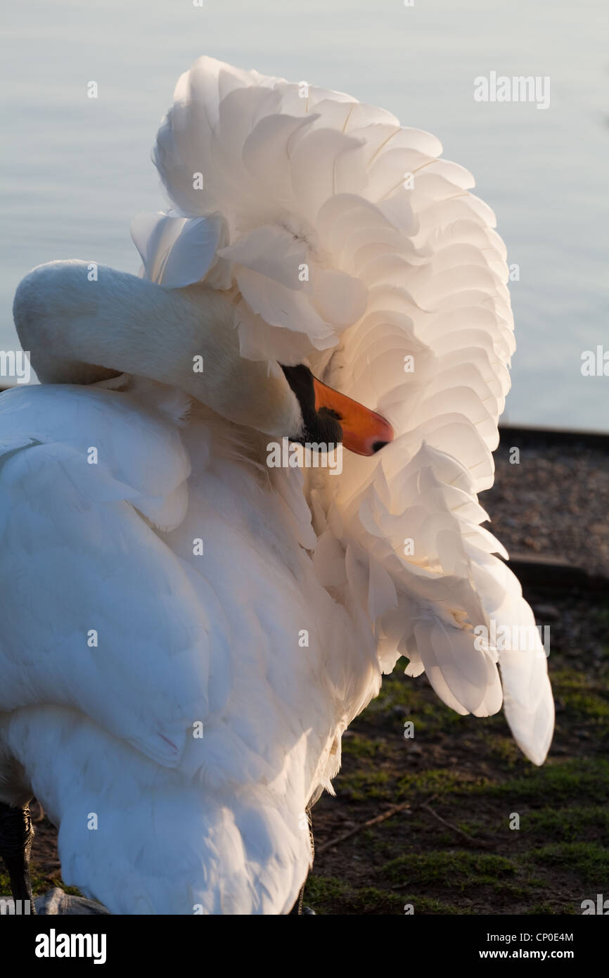 Mute Swan (Cygnus olor). Preening under the right wing. Stock Photo