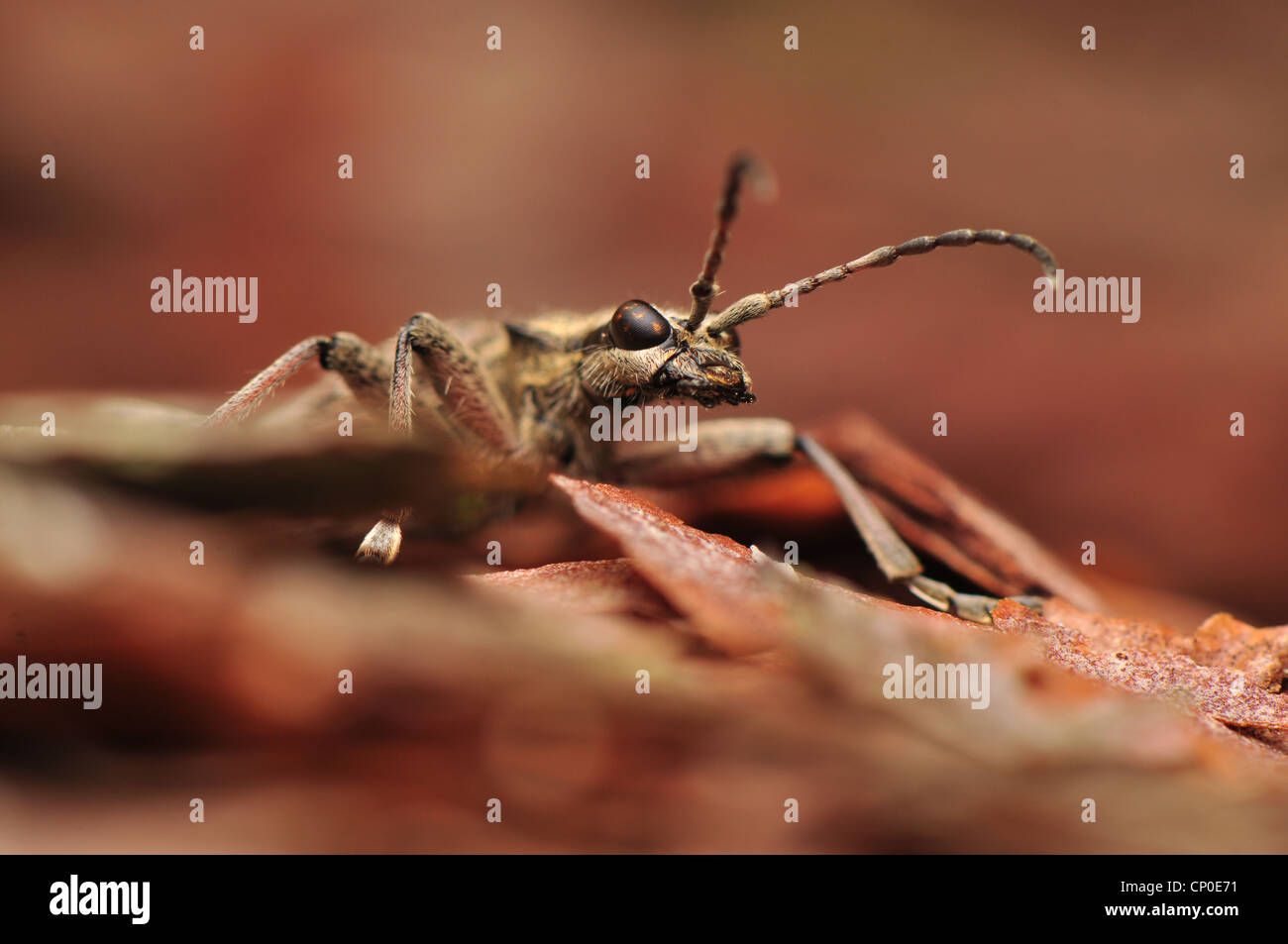 Rhagium inquisitor Stock Photo
