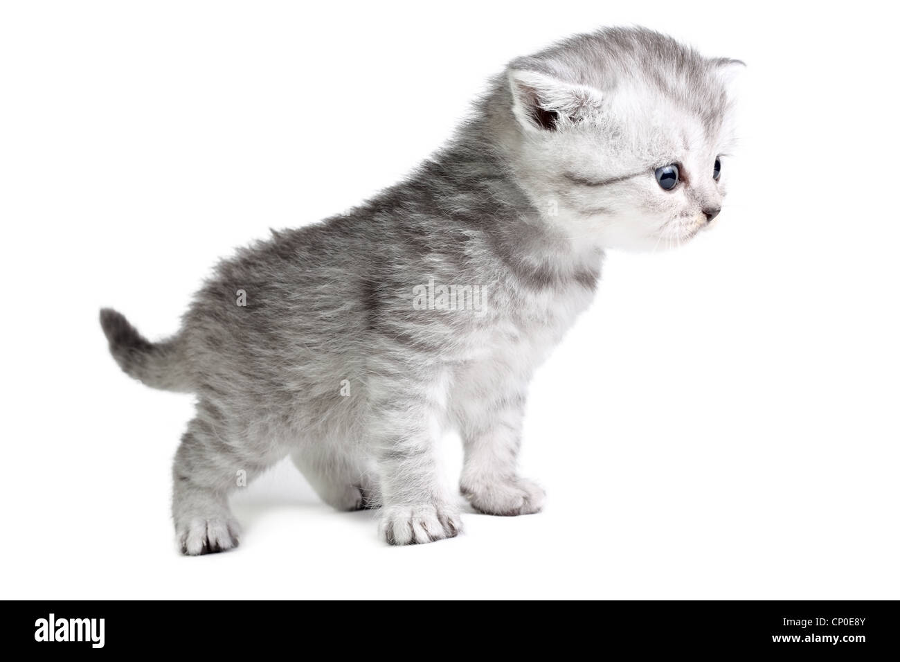 Little british kitten isolated on the white Stock Photo
