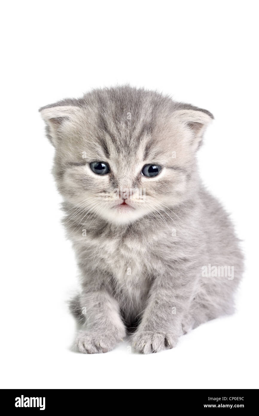 Little british kitten isolated on the white Stock Photo