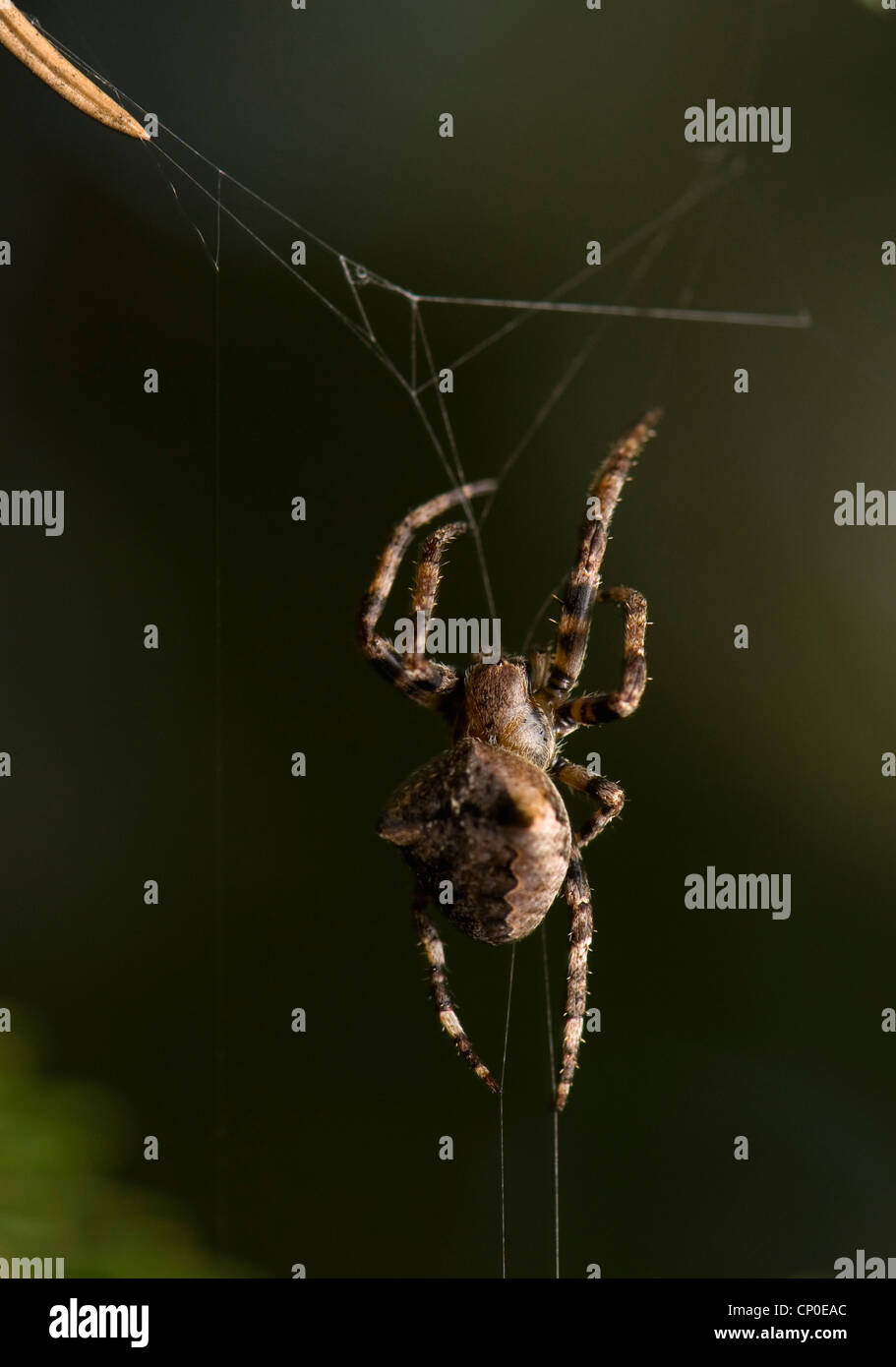 Horned Orbweaver High Resolution Stock Photography And Images - Alamy