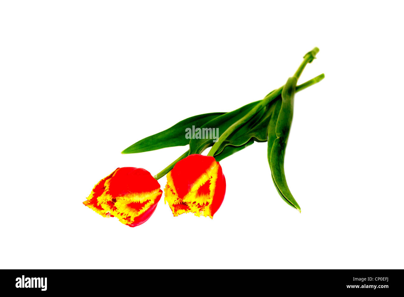 Spring summer red yellow Cut Out Stock Images & Pictures - Alamy