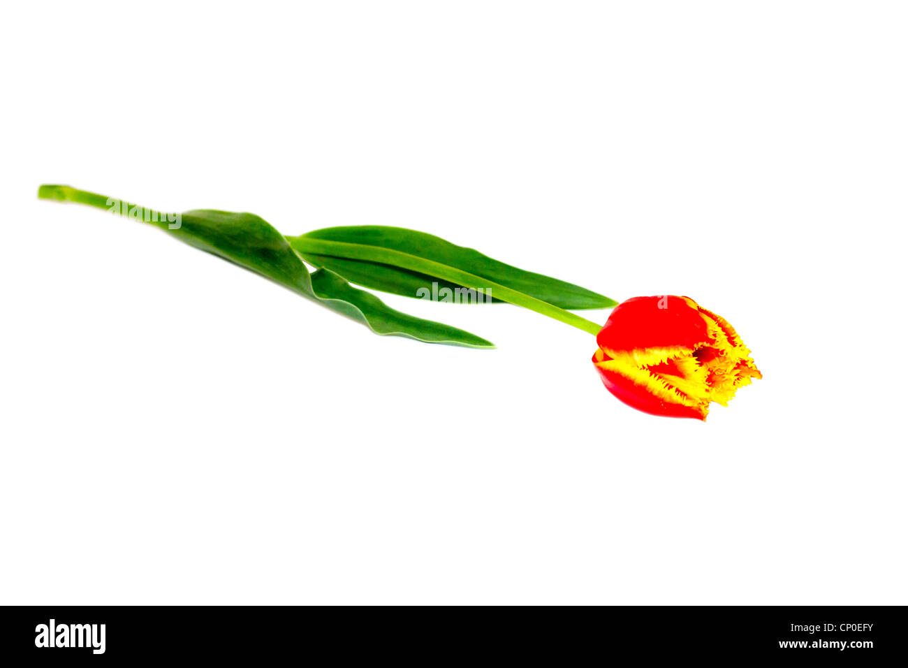 Spring summer red yellow Cut Out Stock Images & Pictures - Alamy