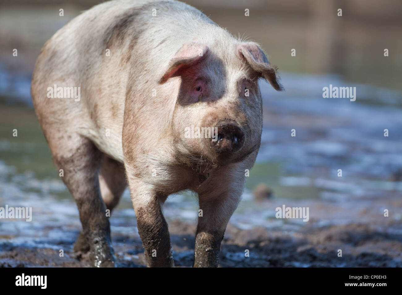 Domestic Pig (Sus scrofa). Taking a brake whilst rooting in the mud of free range pen. Portrait. Stock Photo