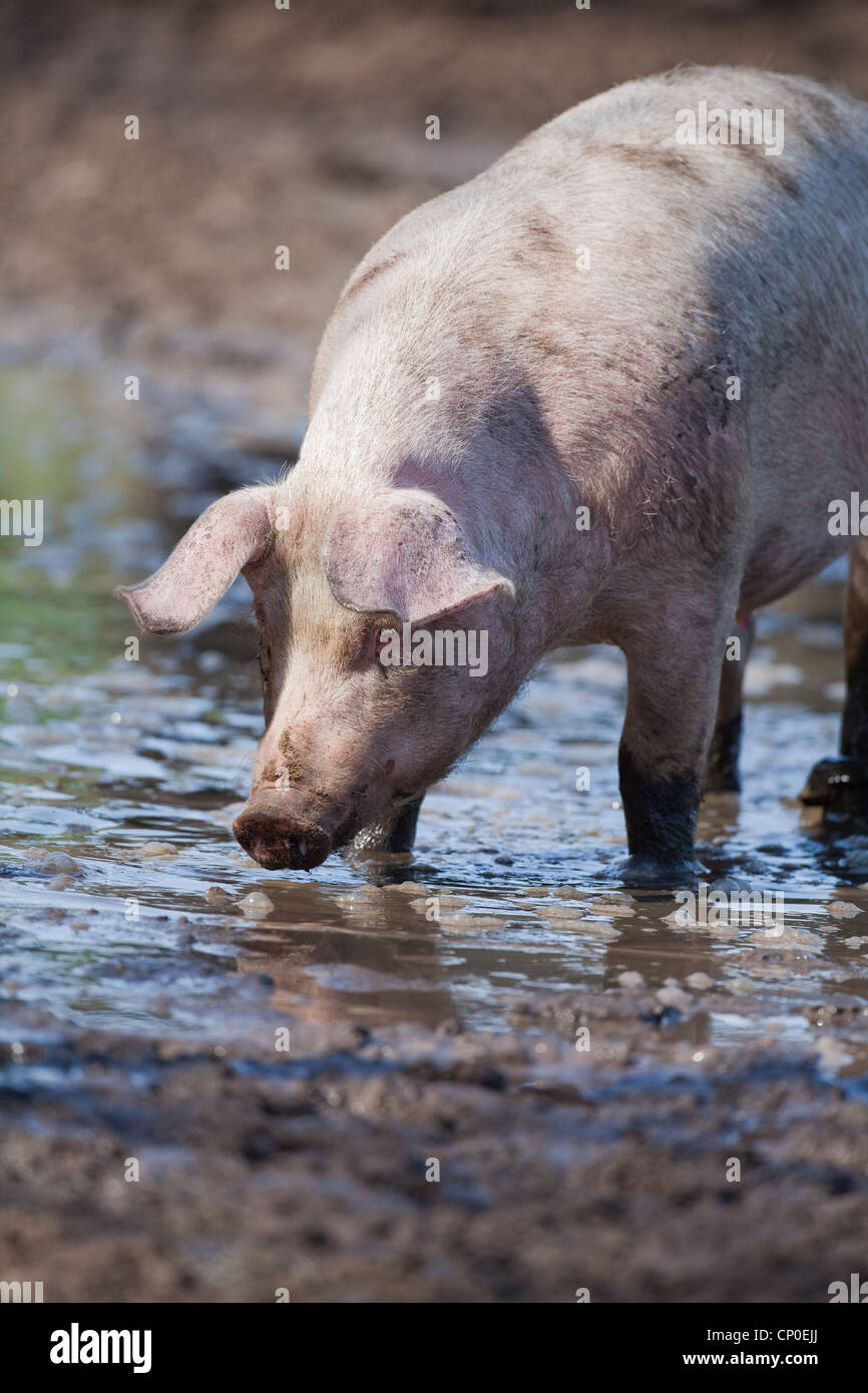 Domestic Pig (Sus scrofa). Wallowing in the mud of free a range pen. Portrait. Stock Photo