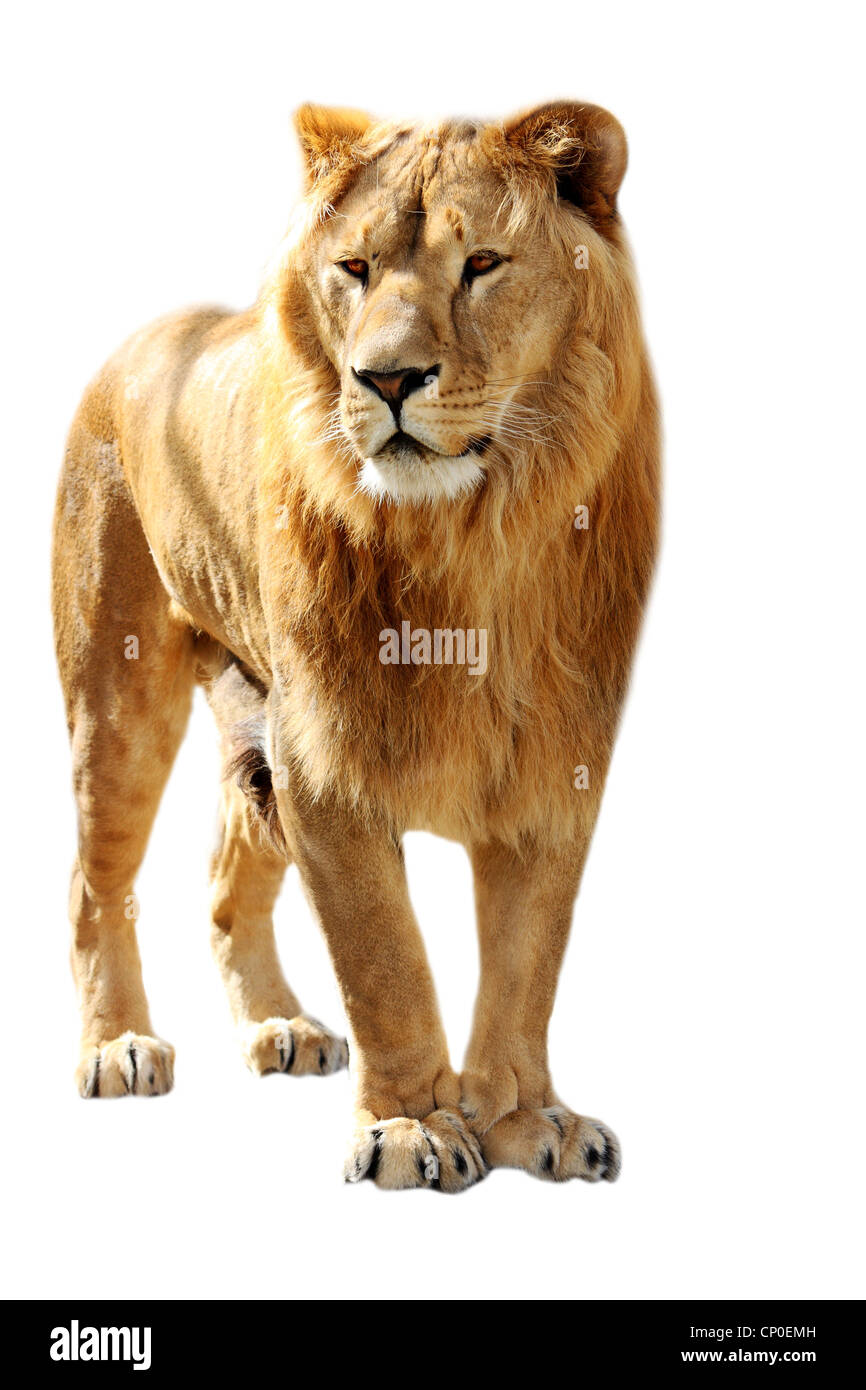 Big lion stands isolated on the white Stock Photo