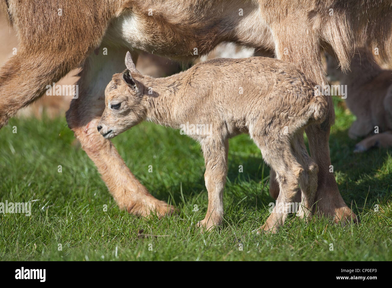 Barbary Sheep or Aoudad (Ammotragus lervia).). Lamb or young alongside mother. Stock Photo