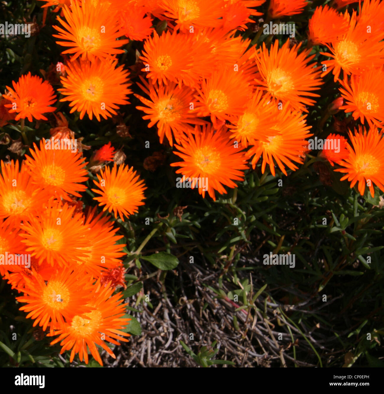 Philippine daisies hires stock photography and images Alamy