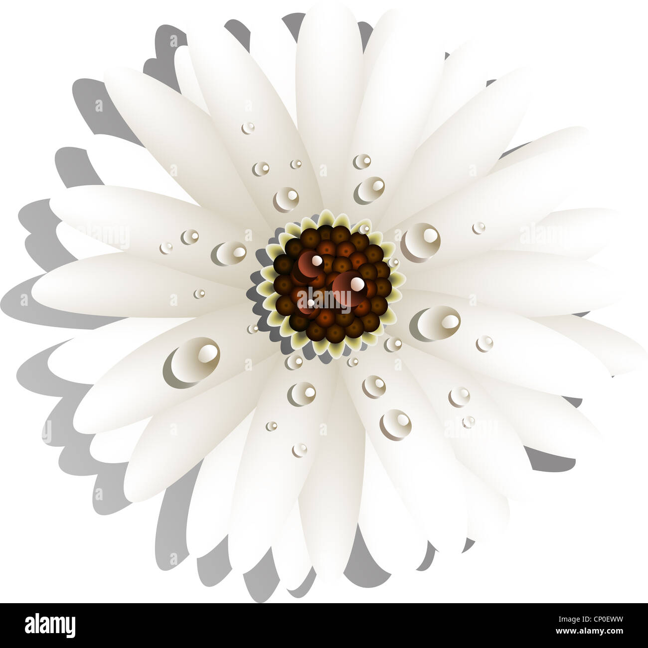 Beautiful White Gerber Daisy Stock Photo - Alamy