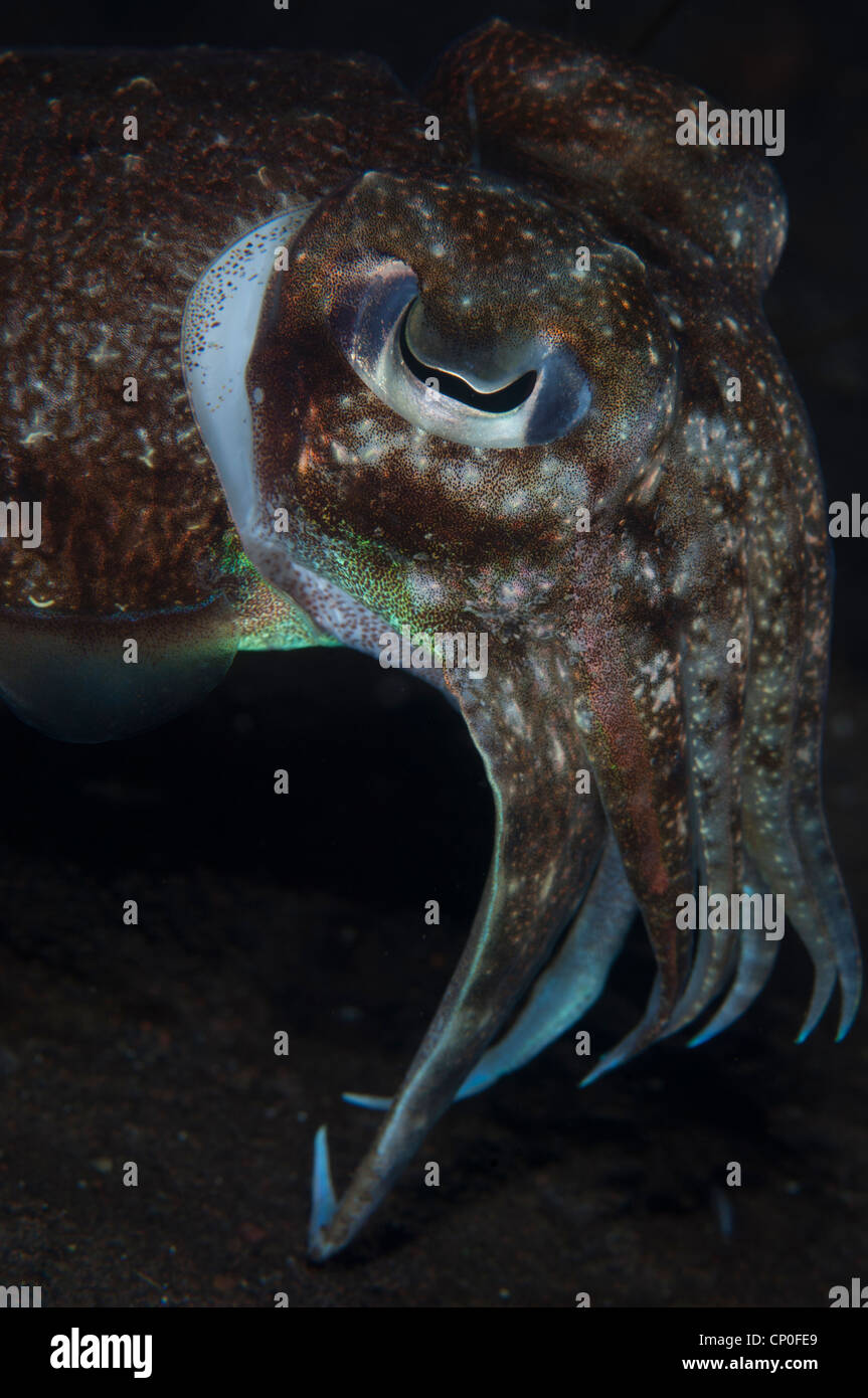 cuttlefish head Stock Photo