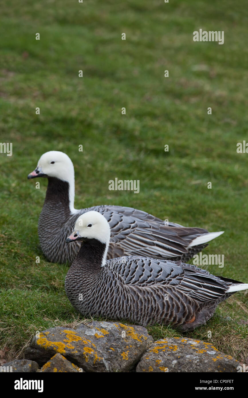 Emperor Geese (Anser canagicus). Pair. Gander and Goose, male and female  plumages are alike. Pair bonding permanent. Sitting Stock Photo - Alamy