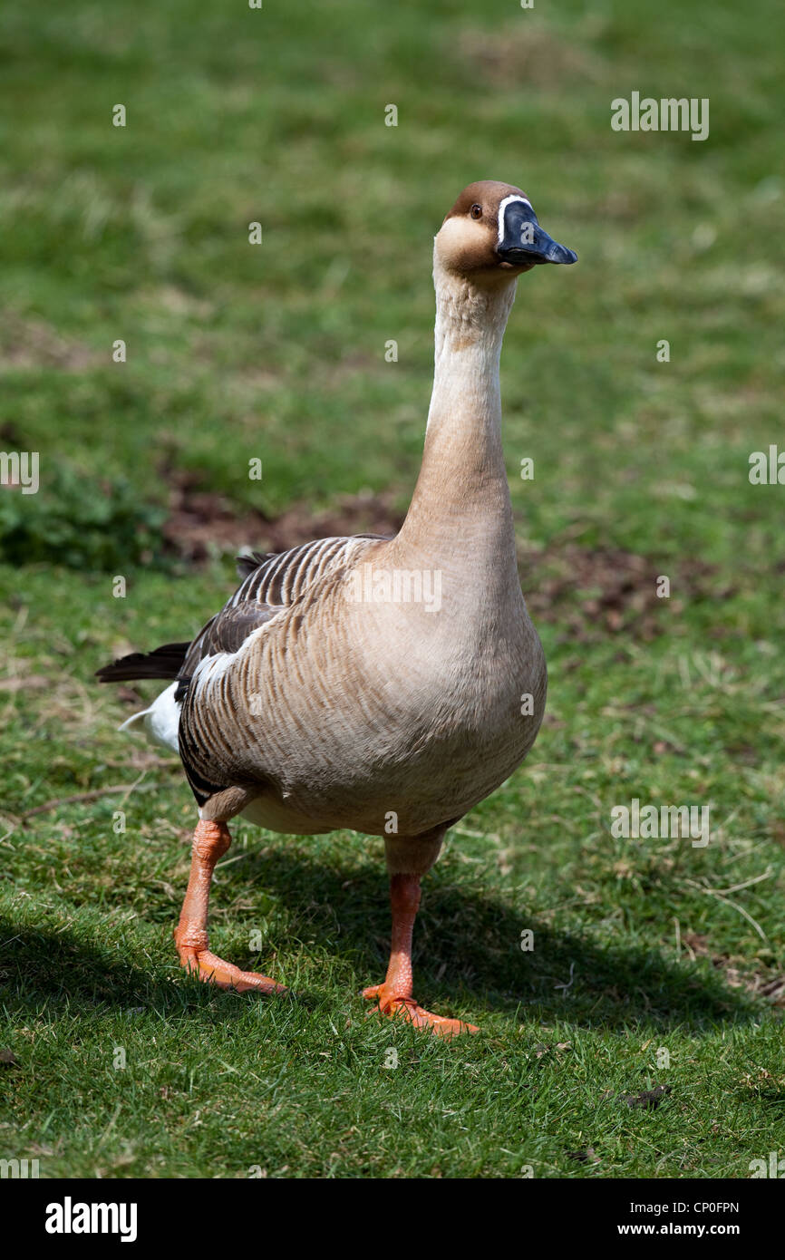 Swan Geese (Anser cygnoides). Pair. Species wild ancestor of domesticated 'Chinese' and 'African' breeds of goose. Stock Photo