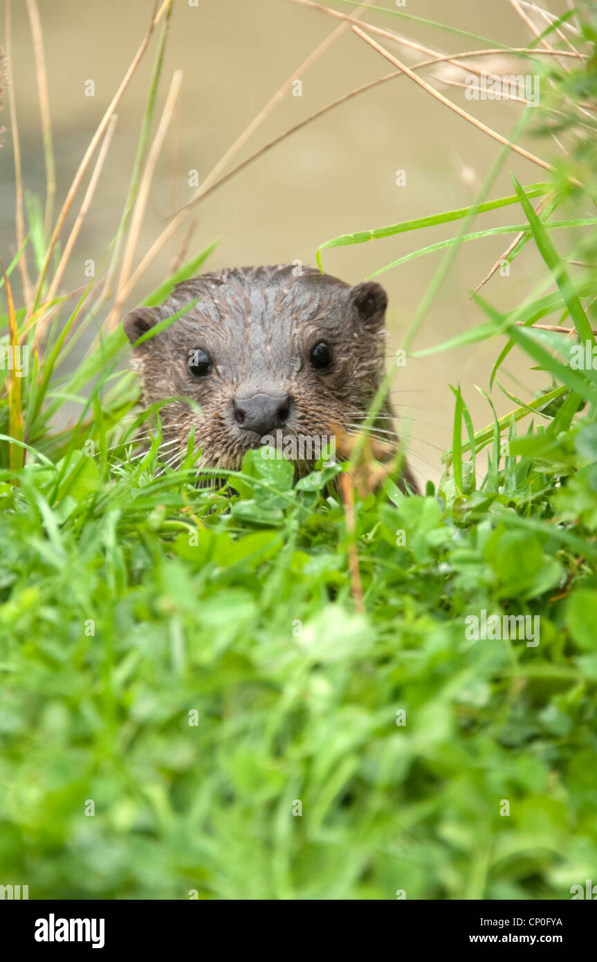 A young otter emerging from a pond Stock Photo