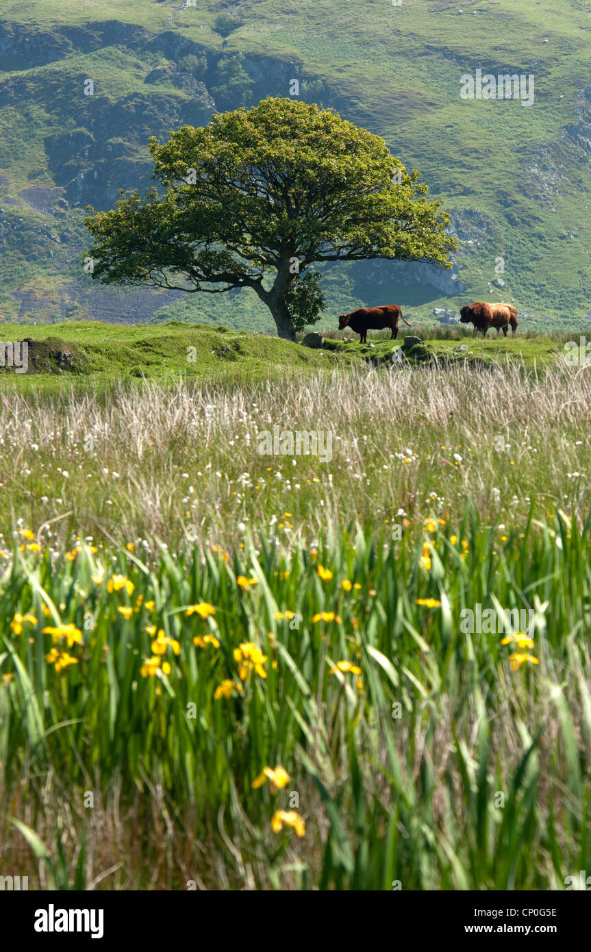 a bull and cow by a lone tree on a Scottish Island Stock Photo