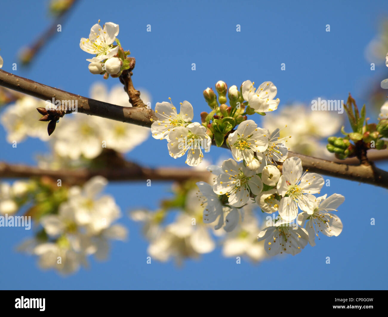 cherry blossoms, blue sky / Kirschblüten, blauer Himmel Stock Photo