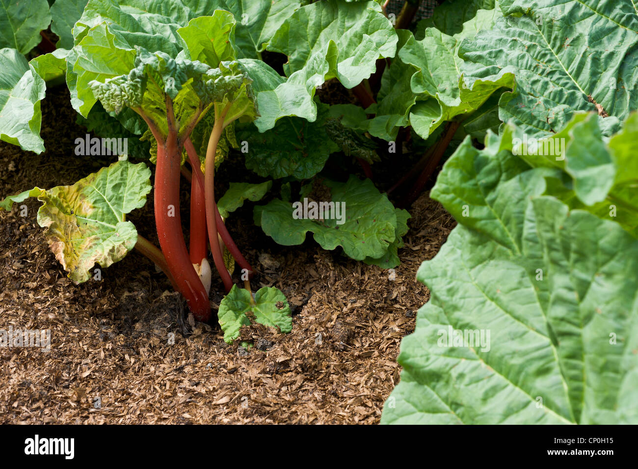 Rhubarb which has been forced under a plant pot Stock Photo