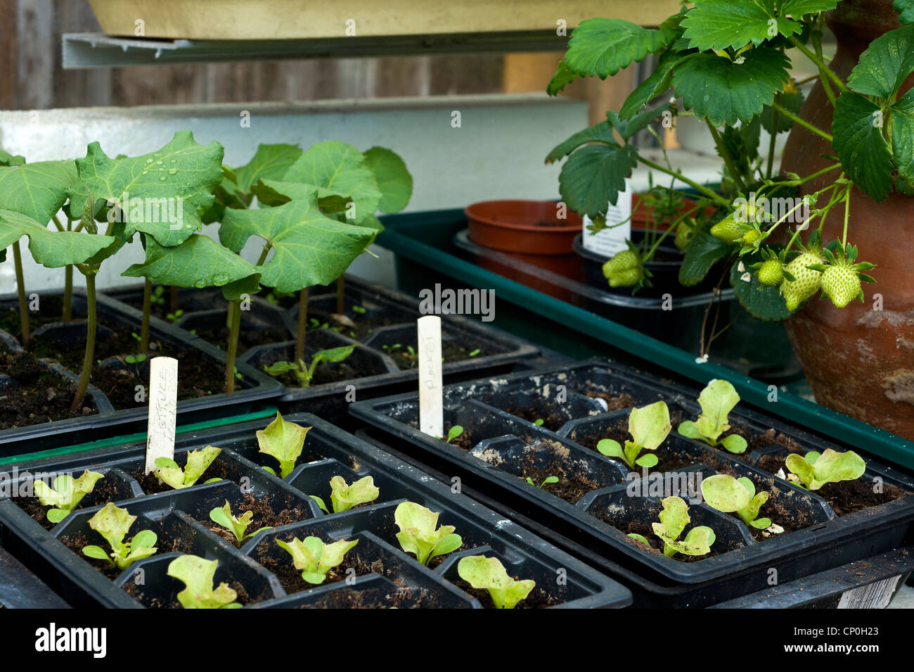 trays of seedlings in a garden greenhouse including lettuce runner beans and strawberries Stock Photo