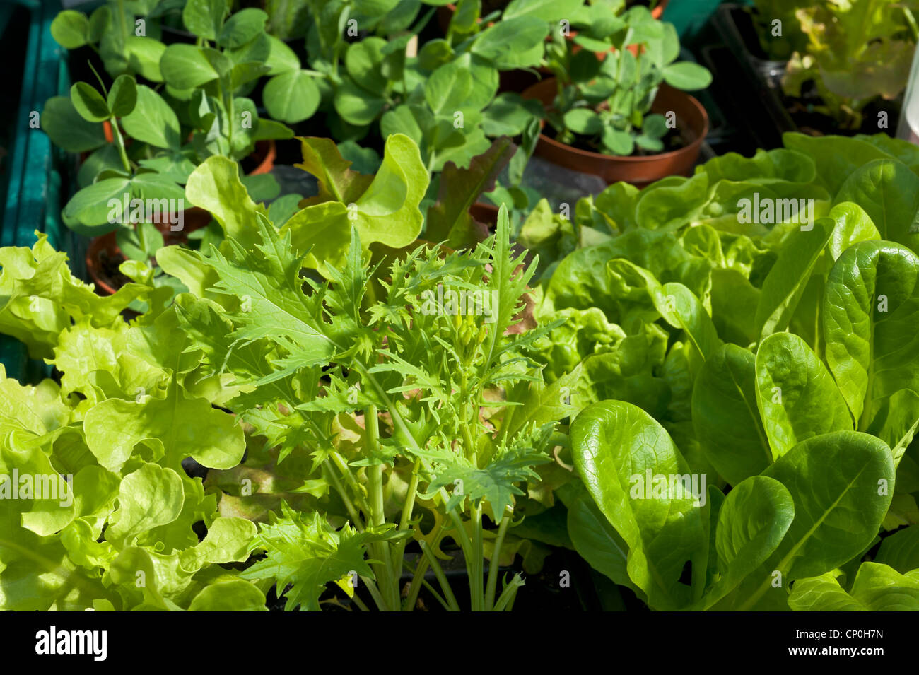 A variety of lettuce leaves being grown in a garden greenhouse in trays also pea seedlings Stock Photo