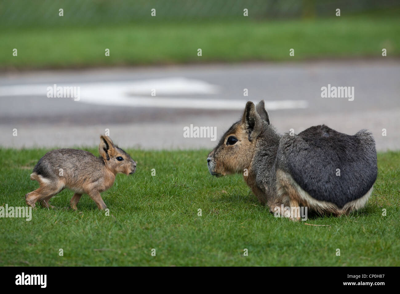 Precotial Precocial precocious hi-res stock photography and images - Alamy