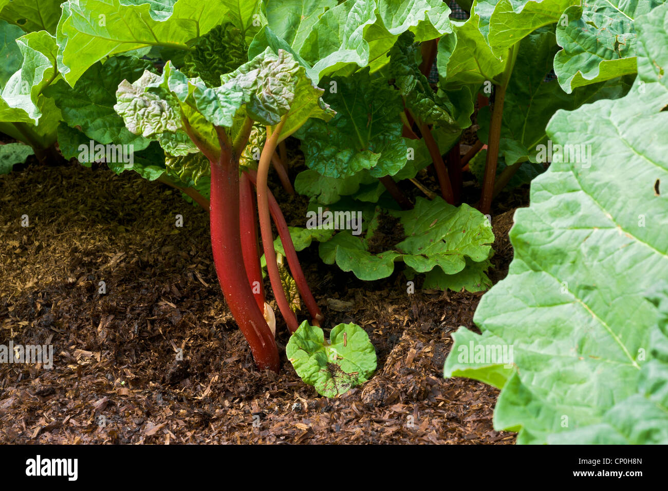 Rhubarb which has been forced under a plant pot Stock Photo