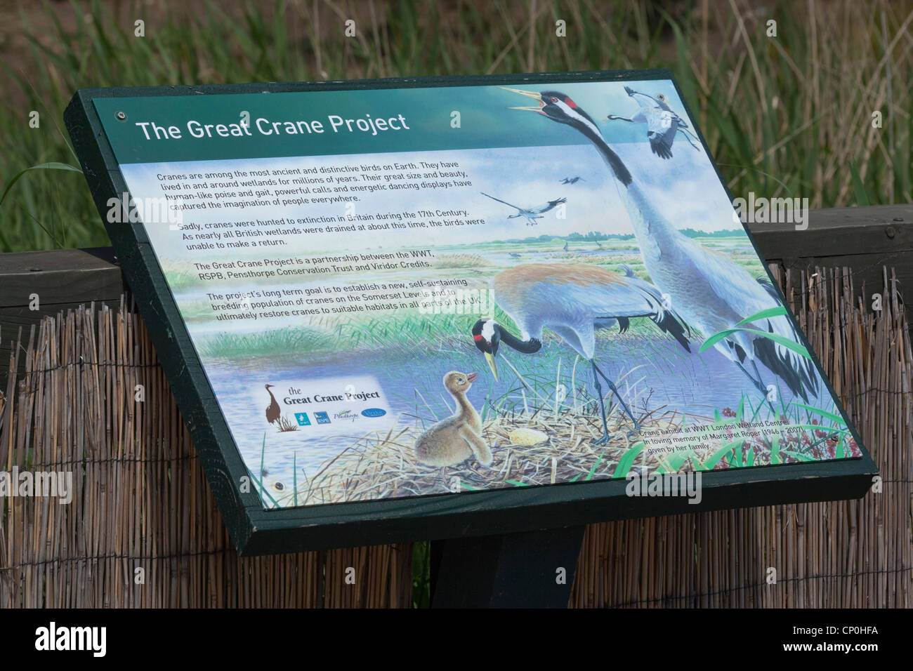 'The Great Crane Project' - Interpretative graphic display board, WWT, London Wetland Centre, Barnes. Stock Photo