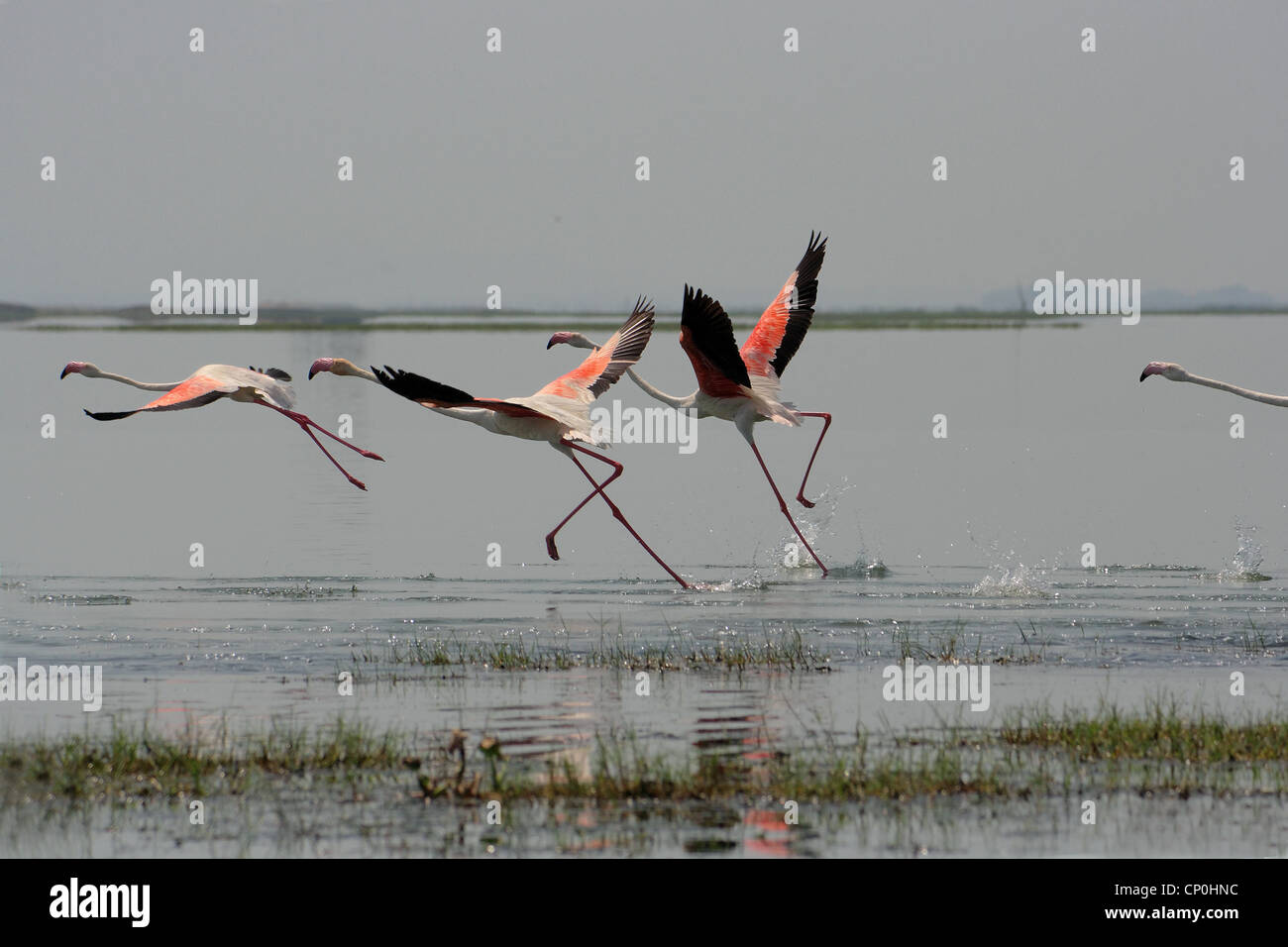 Flight of Flamingos Stock Photo