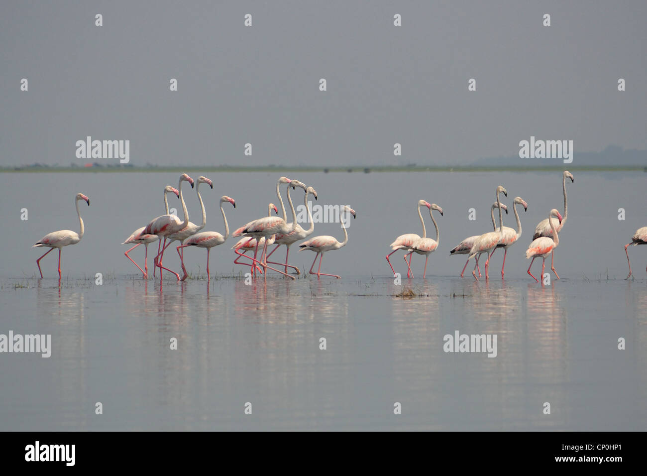 Flamingos in Nalabana Bird sanctuary Stock Photo