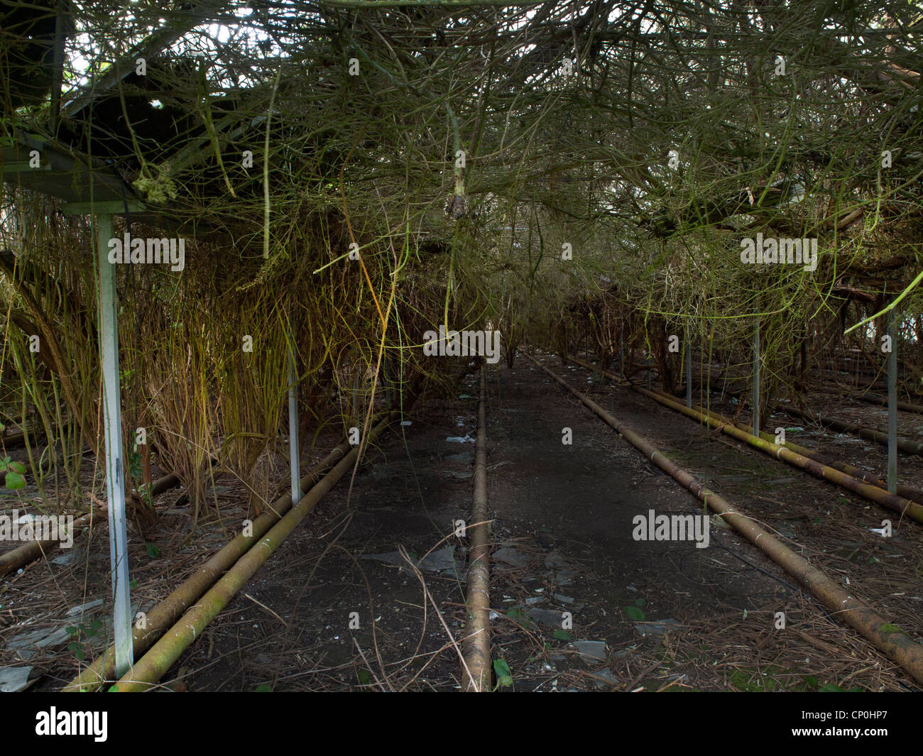 Abandoned greenhouses hi-res stock photography and images - Alamy