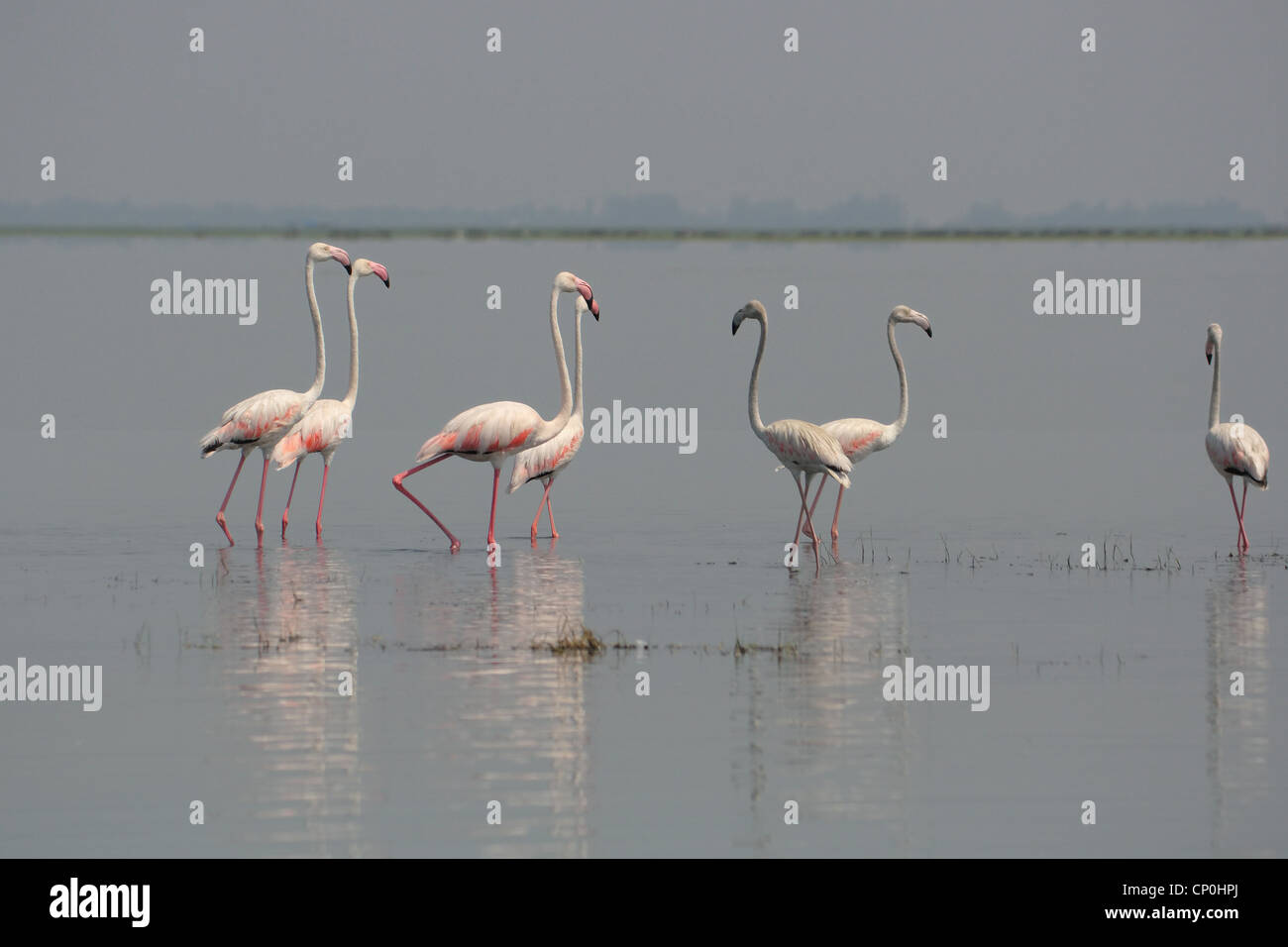 Flamingos in Nalabana bird sanctuary Stock Photo