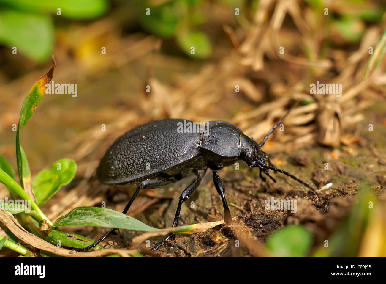 beetle Stock Photo