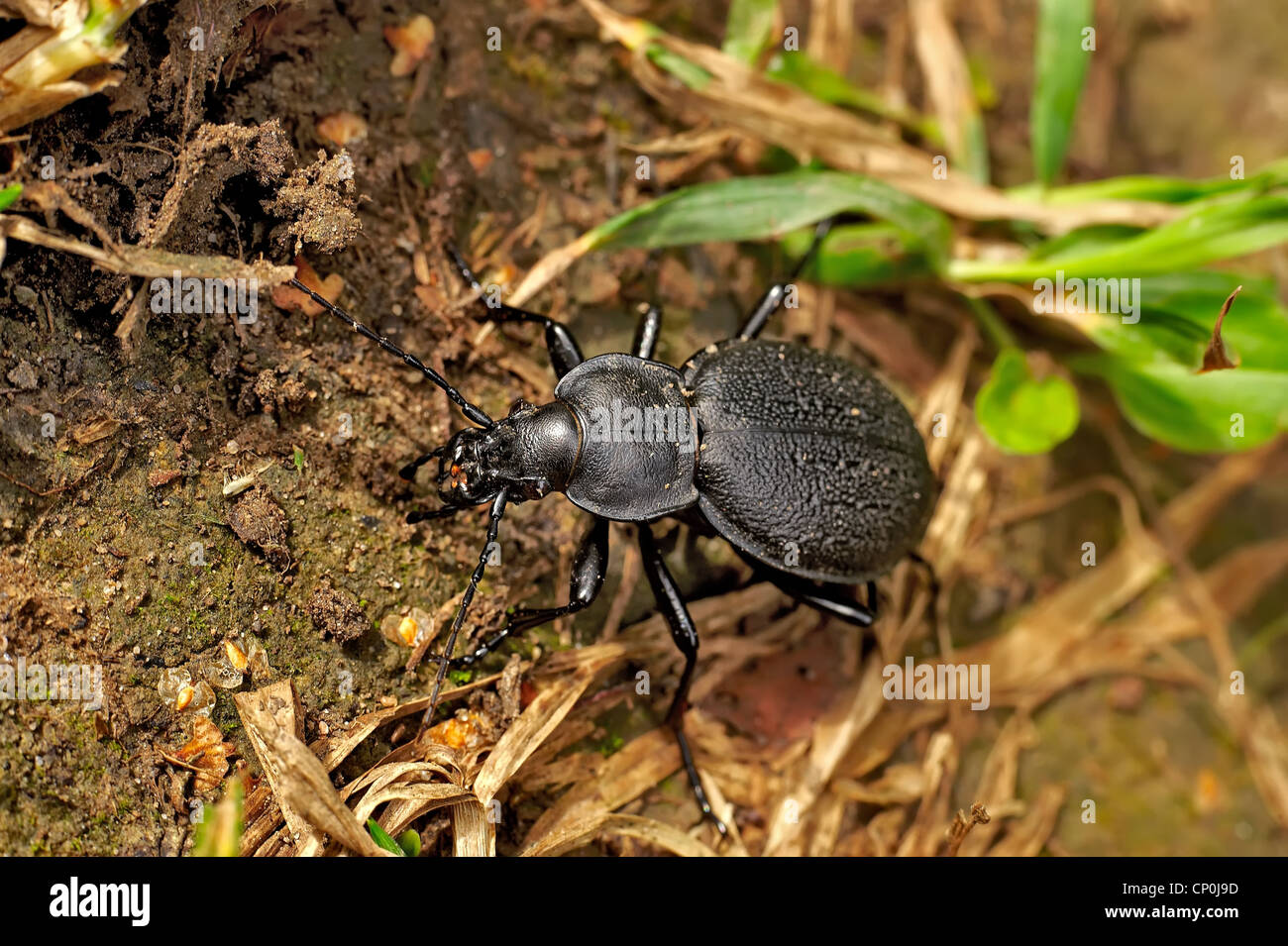 beetle Stock Photo