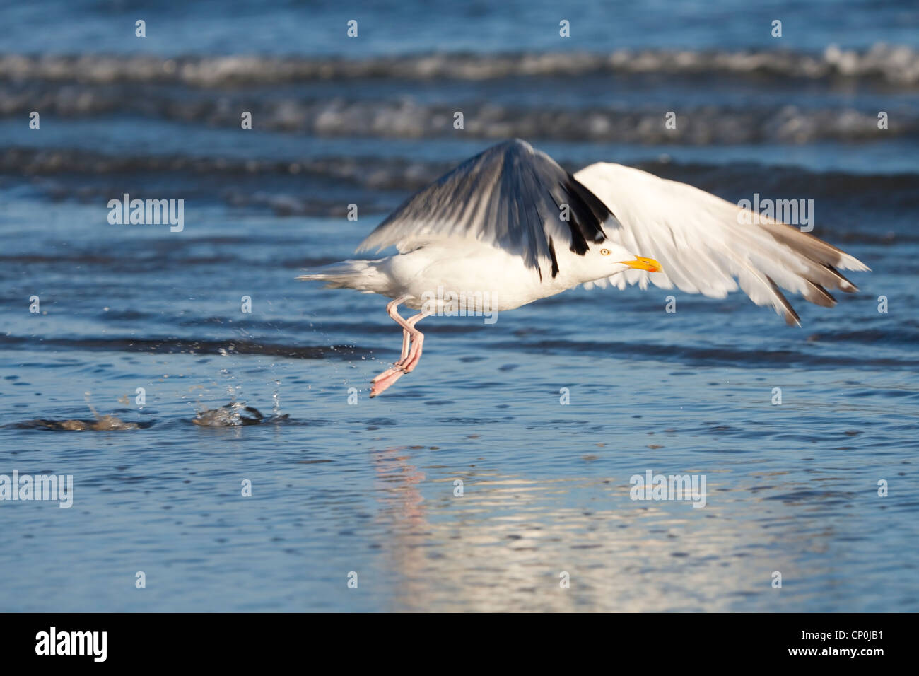 Herring Gull taking off from a beach Stock Photo